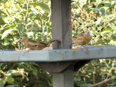 SANACU DO COQUEIRO (Thraupis palmarum)